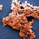 La bacteria. Imagen: CDC/Janice Haney Carr/Bette Jensen